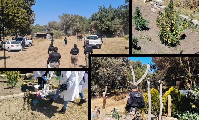 En cateo la PFM asegura plantas de marihuana en Tlaxcala